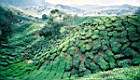 30-Cameron Highlands, champs de the.JPG